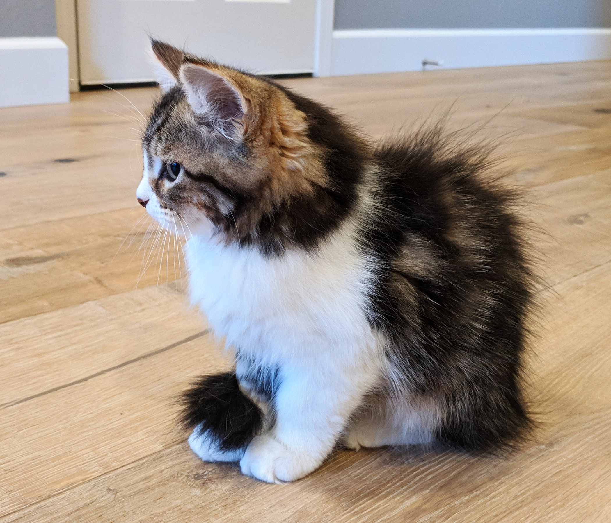 Hannah's cat, Zephyr.